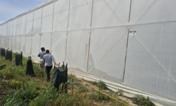 Anamur’da Muz Seralarında "Gölgeleme" Mesaisi