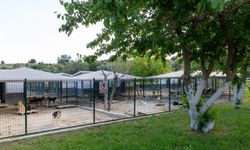 Yenişehir’den Can Dostlara Modern Sağlık Üssü