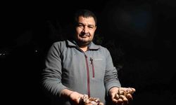 Adana'da salyangoz mesaisi: Kilogramı 35 lira