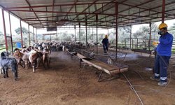 Büyükşehir'den ahırlarda karasineğe karşı mücadele