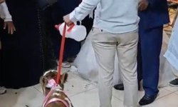 Osmaniye'de damada düğünde altın yerine buzağı verildi