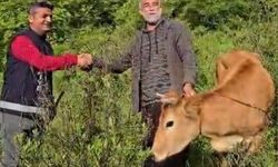 Osmaniye'de uçuruma düşen düve 5 saatlik operasyonla kurtarıldı