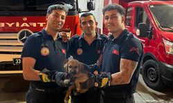 Otomobilin motoruna sıkışan yavru köpeği itfaiye kurtardı
