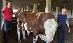 Özenle büyüttüğü boğasına 'Gardaşım' diyerek hitap eden besicinin bir ton 300 kiloluk kurbanlığı alıcı buldu