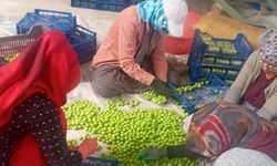 Gezende Eriği Dünya Pazarında: Üretici Altın Yılını Yaşıyor