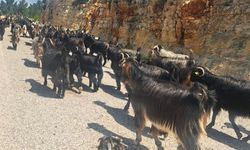 Toroslar'da Göç Sürüyor: Yörüklerin Yayla Yolculuğu