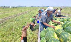 40 derece sıcakta karpuz işçilerinin ekmek mücadelesi