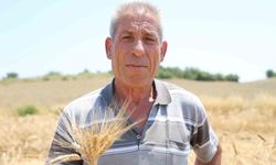 Adana'da ata tohumu karakılçık buğdayı yeniden üretime kazandırıldı