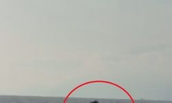 Akdeniz açıklarında balıkçı teknesini selamlayan yunuslar görüntülendi