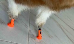 Arka 2 patisi ampute edilen Balım'a 3 boyutlu özel tasarlanan protez