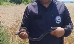 Hatay'da yaşlı kadının evine giren yılanı yakalayan Yılancı Kemal 'Sevgili karayılan insanlardan uzak dur' sözleriyle doğaya saldı