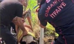 Osmaniye'de 4 metrelik kuyuda mahsur kalan buzağıyı itfaiye kurtardı