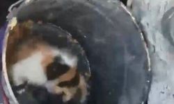 Osmaniye'de balyozla genişletilen kuyudan yavru kedi kurtarıldı