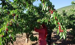 Saimbeyli'de Dalbastı Kirazı Hasadı Başladı