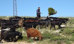 Toroslar yeşerdi, Yörüklerin zorlu mesaisi başladı