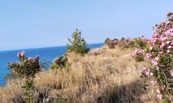 Akdeniz'in Pembe Koridoru sürücüleri büyülüyor