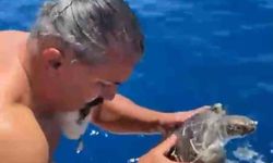 Alanya'da çuvala dolanan caretta carettayı tur teknesi kaptanı kurtardı