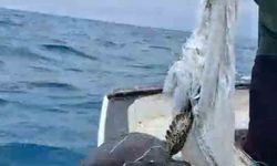 Denize atılan çuvala dolanarak hayat mücadelesi veren caretta carettayı balıkçı kurtardı