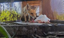 Emekli polisin tilkilerle imtihanı: Kümesine dadanan tilkiyi 'Battal Gazi' filminden esinlendiği kafesle yakaladı