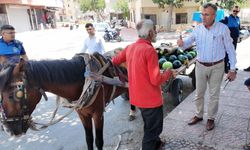 Mersin'de Yere Yığılan At Koruma Altına Alındı