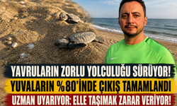 Dr. Ergene: 'Yavruları elle denize taşımayın!'