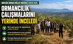 Zeytin ağaçlandırması orman köylüsüne gelir kapısı oluyor