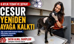 Mersin’de Ölümden Dönen 'Cesur' Sağlığına Kavuştu