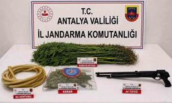 Alanya'da 120 kök kenevir ele geçirildi