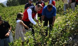 Andırın'da aronya hasadı