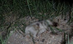 Kazada yaralanan yavru köpeği taşla öldürdüğü iddia edilen Alman vatandaşı deport edildi