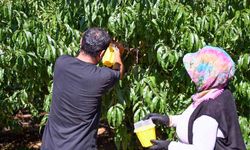 Mersin'de Akdeniz Meyve Sineğine karşı 80 bin feromon tuzak desteği