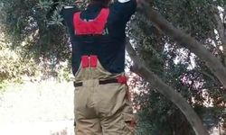 Patisi ağacın dalına sıkışan kedinin yardımına itfaiye yetişti