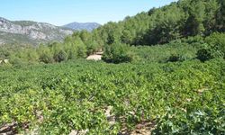 Yağmur, dolu ve sıcaklık siyah incirde rekolte kaybına neden oldu