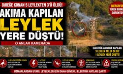 Direğe konan 5 leylekten 3'ü elektrik akımına kapılarak telef oldu