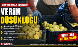 Mersin'de beyaz incirde 'yok yılı'
