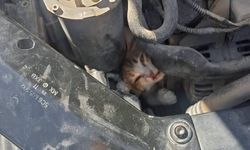 Belen ve Antakya'da mahsur kalan hayvanlar kurtarıldı