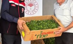 Burdur'da üreticilere 164 bin 500 marul fidesi dağıtıldı