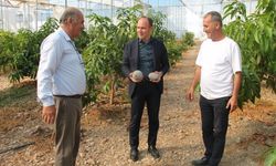 Erzin'de avokado ve mango üretimi yapılan seralar ekonomiye katkı sağlıyor