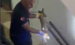 Osmaniye'de apartmanın 3'üncü katına çıkan tilki doğaya bırakıldı