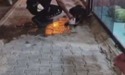 Silahla vurulan sokak köpeğine polis ekipleri sahip çıktı