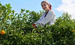 Adana'da mandalina hasadı başladı: Kilogramı dalında 8-10 liradan alıcı buluyor