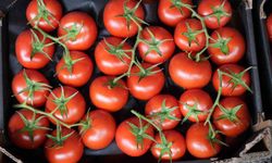 Eylül ayında domatesin yıllık bazda miktar ve fiyat endeksi arttı