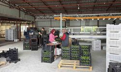 Gazipaşa avokadosu Gürcistan yolcusu