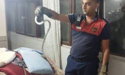 Hatay'da yerleşim yerlerinde yılan avı