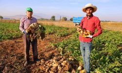 Kahramanmaraş'ta şeker pancarı hasadı başladı