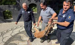 Kemer'de yaralı bulunan dağ keçisi tedavi altına alındı