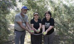Mersin'de dağıtılan zeytin fidanları ürün verdi