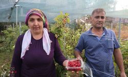 Saimbeyli'de ilk kez yetiştirdi, kilosunu 500 liradan satıyor
