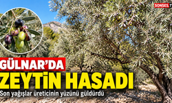 Gülnar'da zeytin hasadı başladı