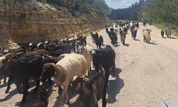 Develer gitti, traktörler geldi: Göç sürüyor